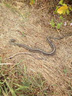 Image of Thamnophis elegans terrestris Fox 1951