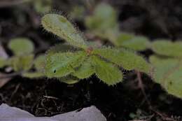 Image of Sundew