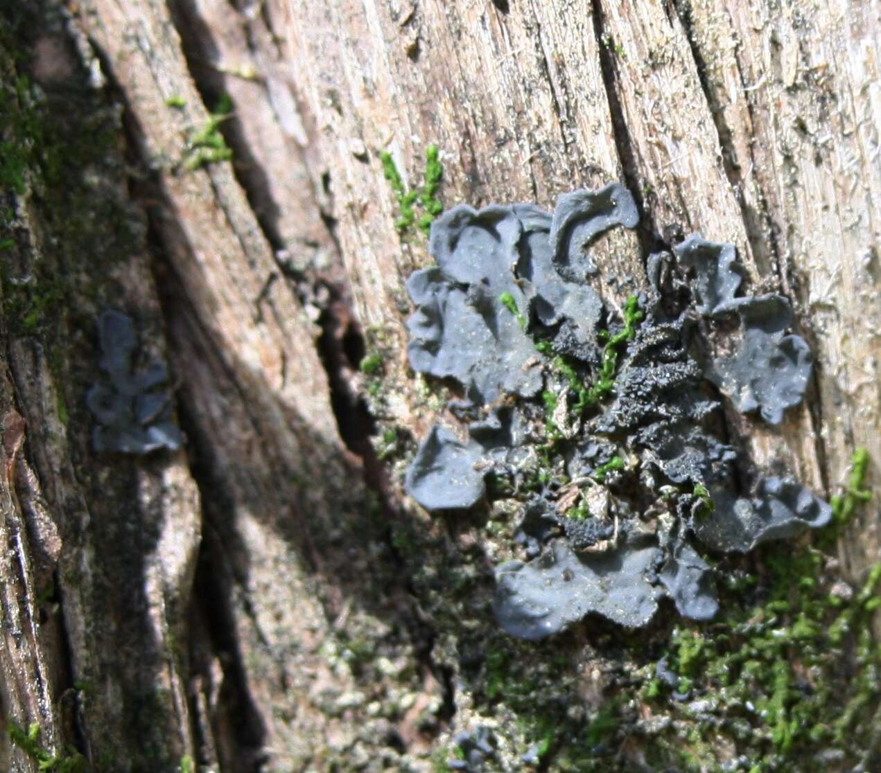 Imagem de Leptogium austroamericanum (Malme) C. W. Dodge