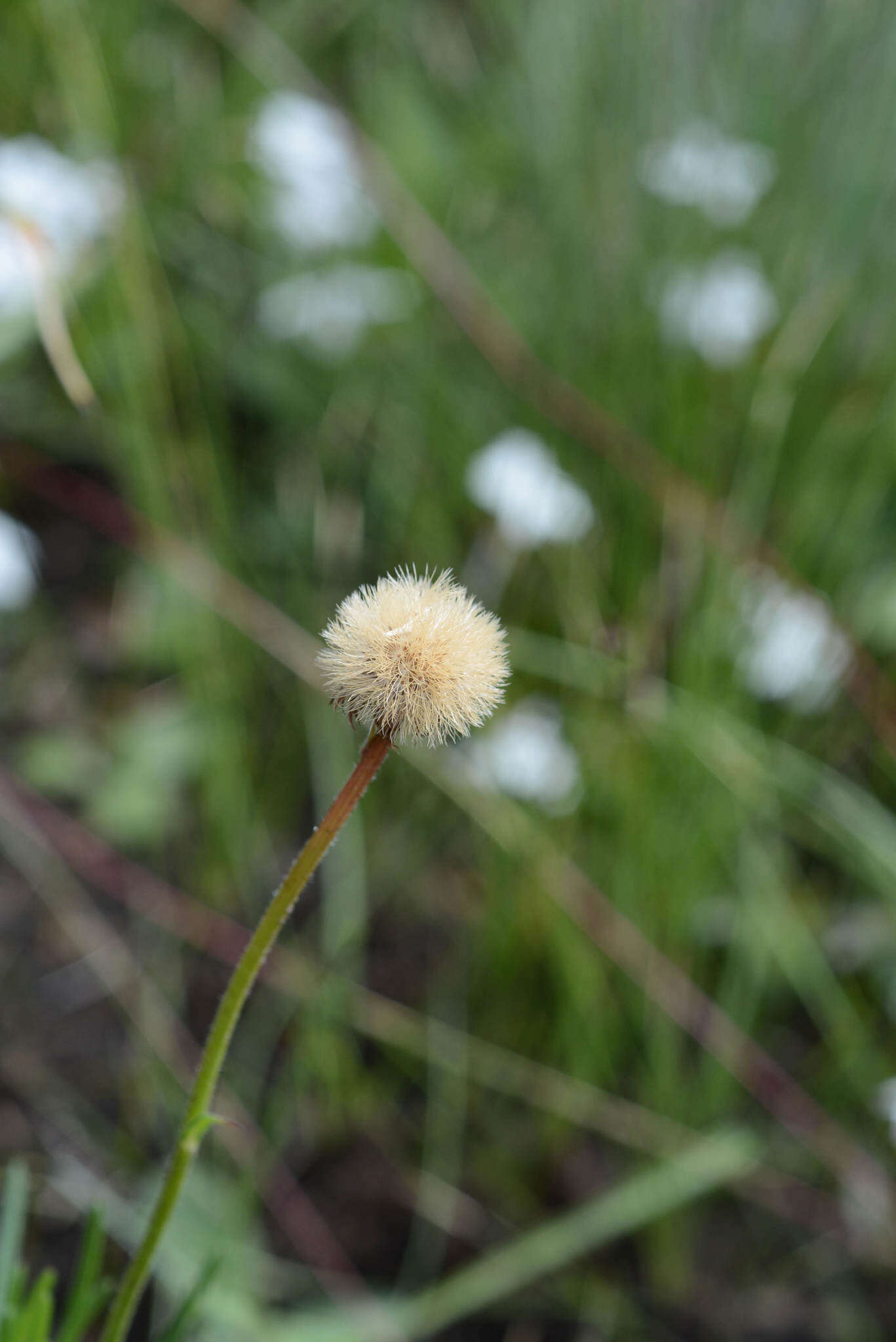 Image of Afroaster confertifolius (Hilliard & B. L. Burtt) J. C. Manning & Goldblatt