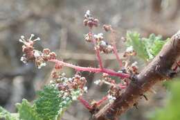 Image of Rock tree-nettle