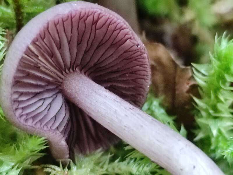 Mycena pelianthina (Fr.) Quél. 1872 resmi