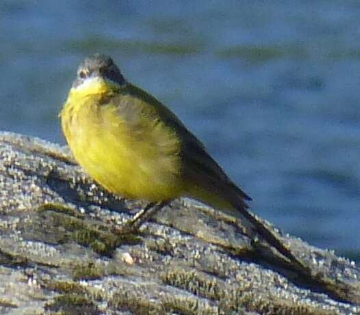 Image of Western Yellow Wagtail