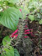 Image of Mexican sage