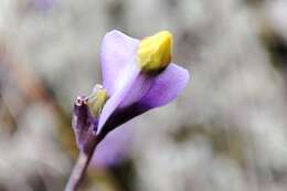 Image of Burmannia stuebelii Hieron. & Schltr.