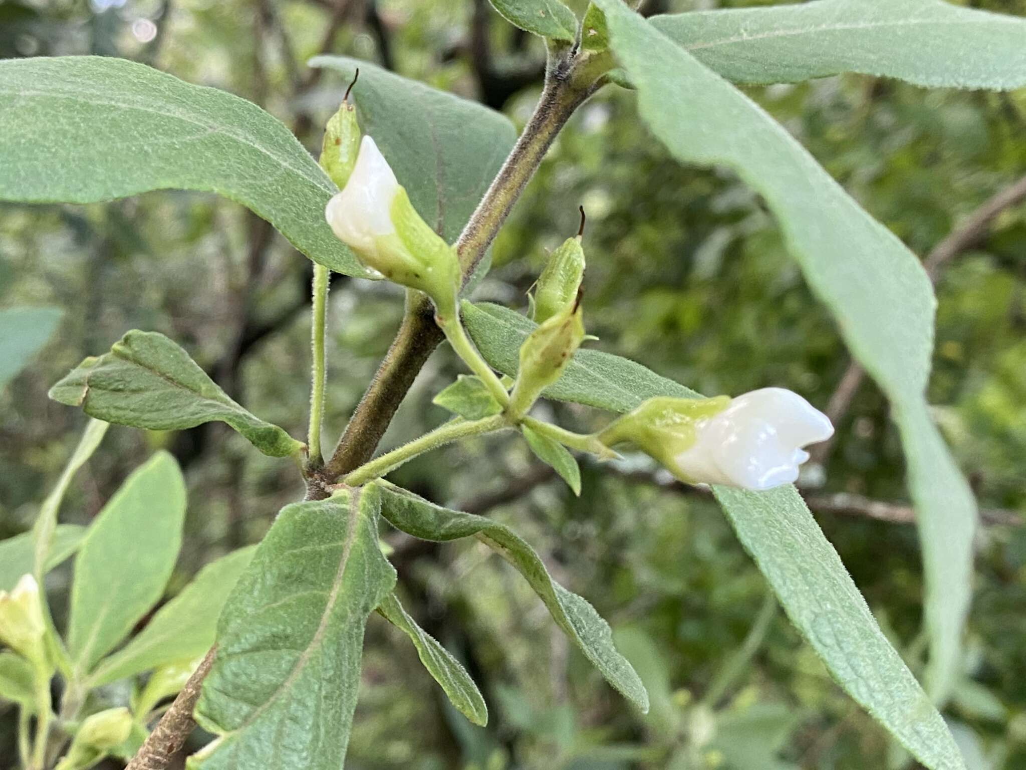 Image of Bowkeria verticillata (Eckl. & Zeyh.) Druce