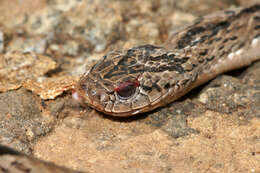 Image of Spotted Night Adder