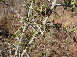 Image of Pyrostria hystrix (Bremek.) Bridson