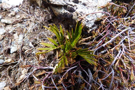 Image of Aciphylla similis Cheeseman