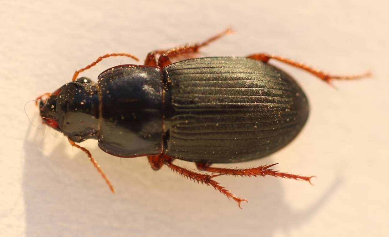 Image of Carabidae