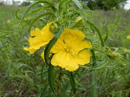 Plancia ëd Oenothera berlandieri subsp. pinifolia (Engelm.) W. L. Wagner & Hoch