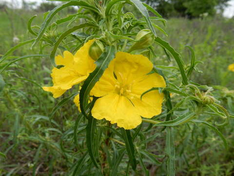 Image of Berlandier's sundrops