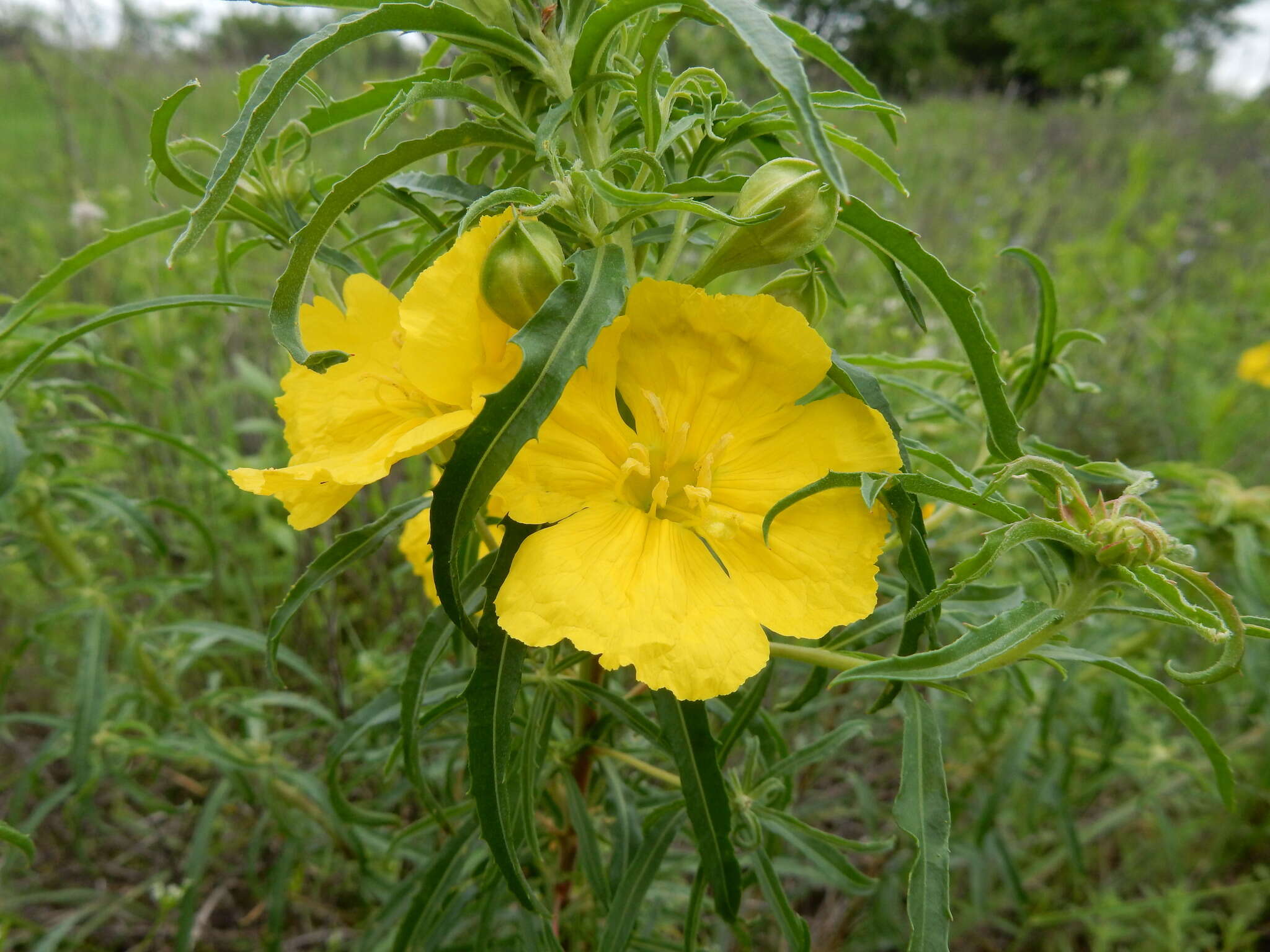 Oenothera berlandieri subsp. pinifolia (Engelm.) W. L. Wagner & Hoch resmi