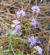 Image of sandywoods chaffhead