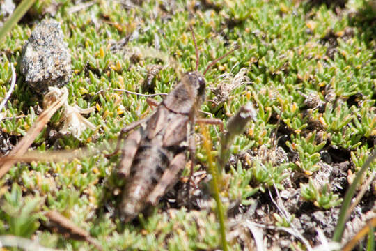 Слика од Melanoplus bohemani (Stål 1878)