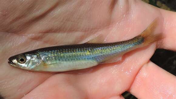 Imagem de Notropis rubellus (Agassiz 1850)