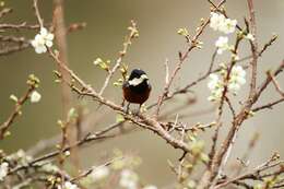 Image of Chestnut-bellied Tit