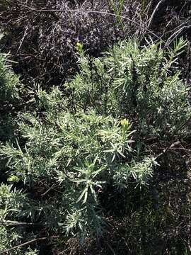 Image of San Clemente Island Indian paintbrush