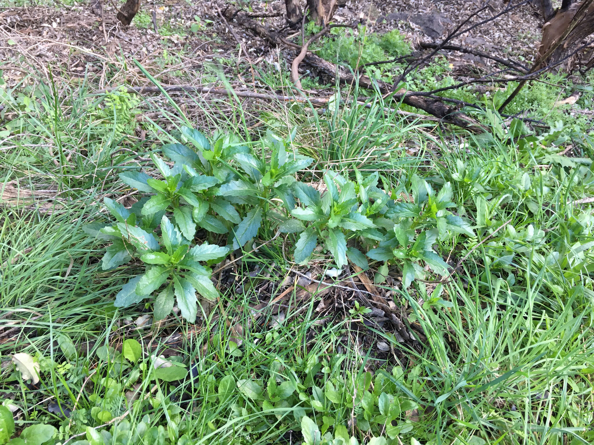 Sivun Senecio matatini subsp. basinudus (Ornduff) Courtney, de Lange & Pelser kuva