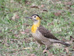 Image of Campo Flicker