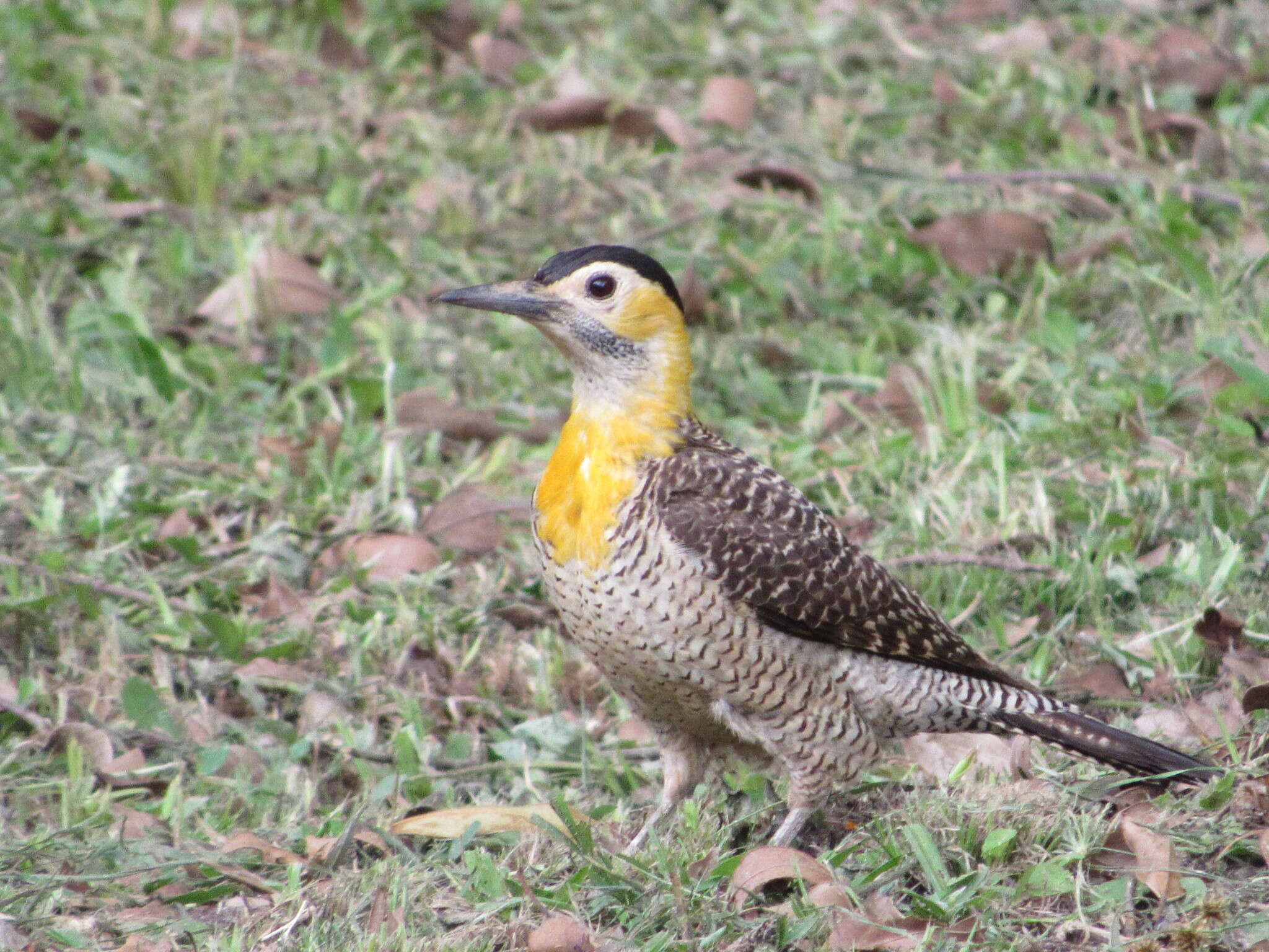 Image of Campo Flicker