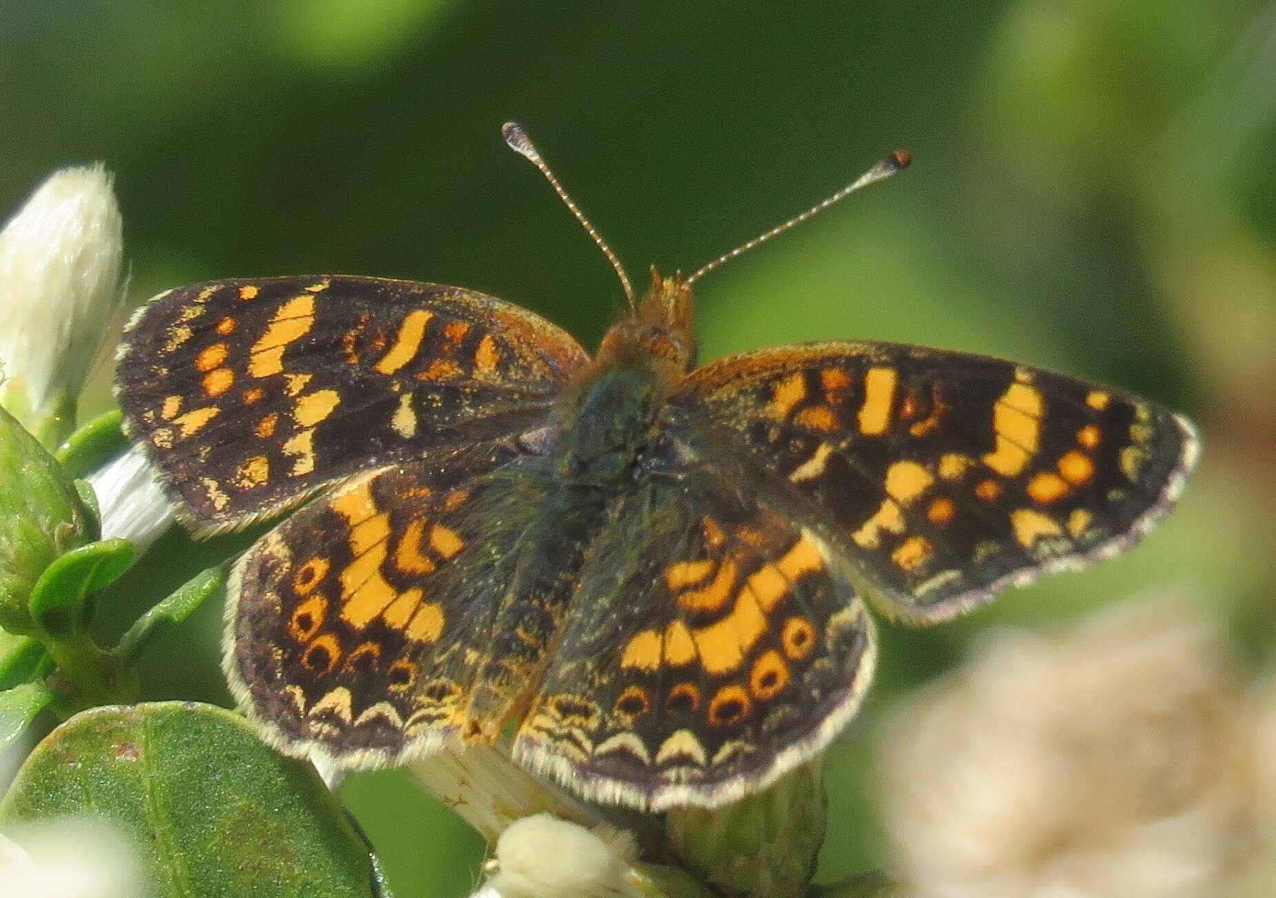 Image of Pearl Crescent