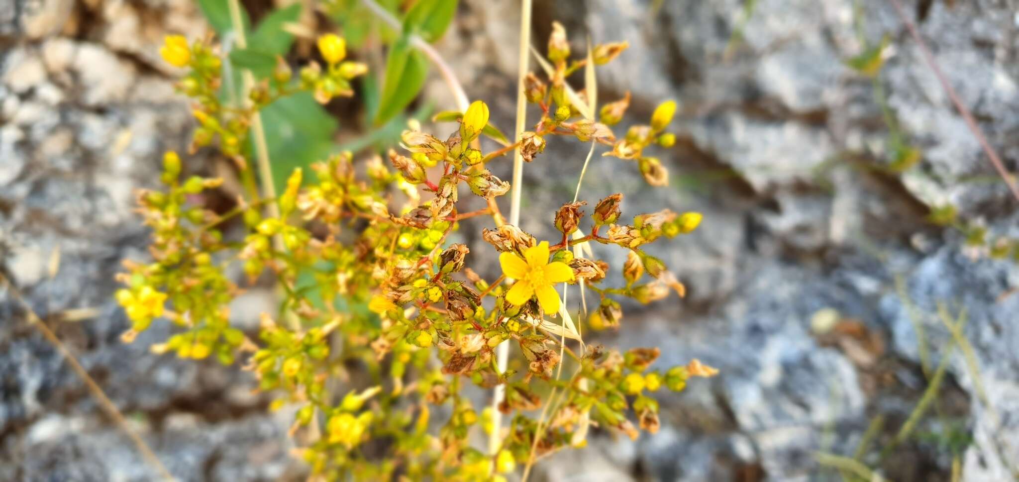 Image of Hypericum lanuginosum Lam.