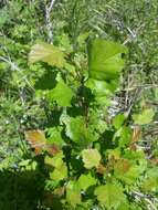 Image of green hawthorn