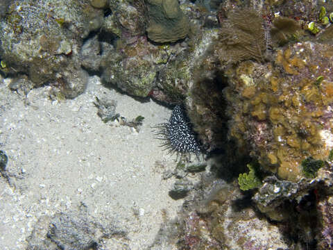 Image of Whitespotted Toadfish