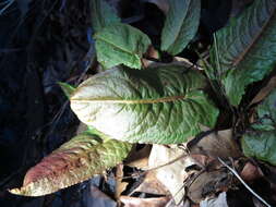 Imagem de Rumex obtusifolius L.