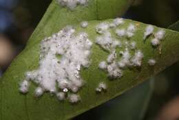 Image of Nesting whitefly