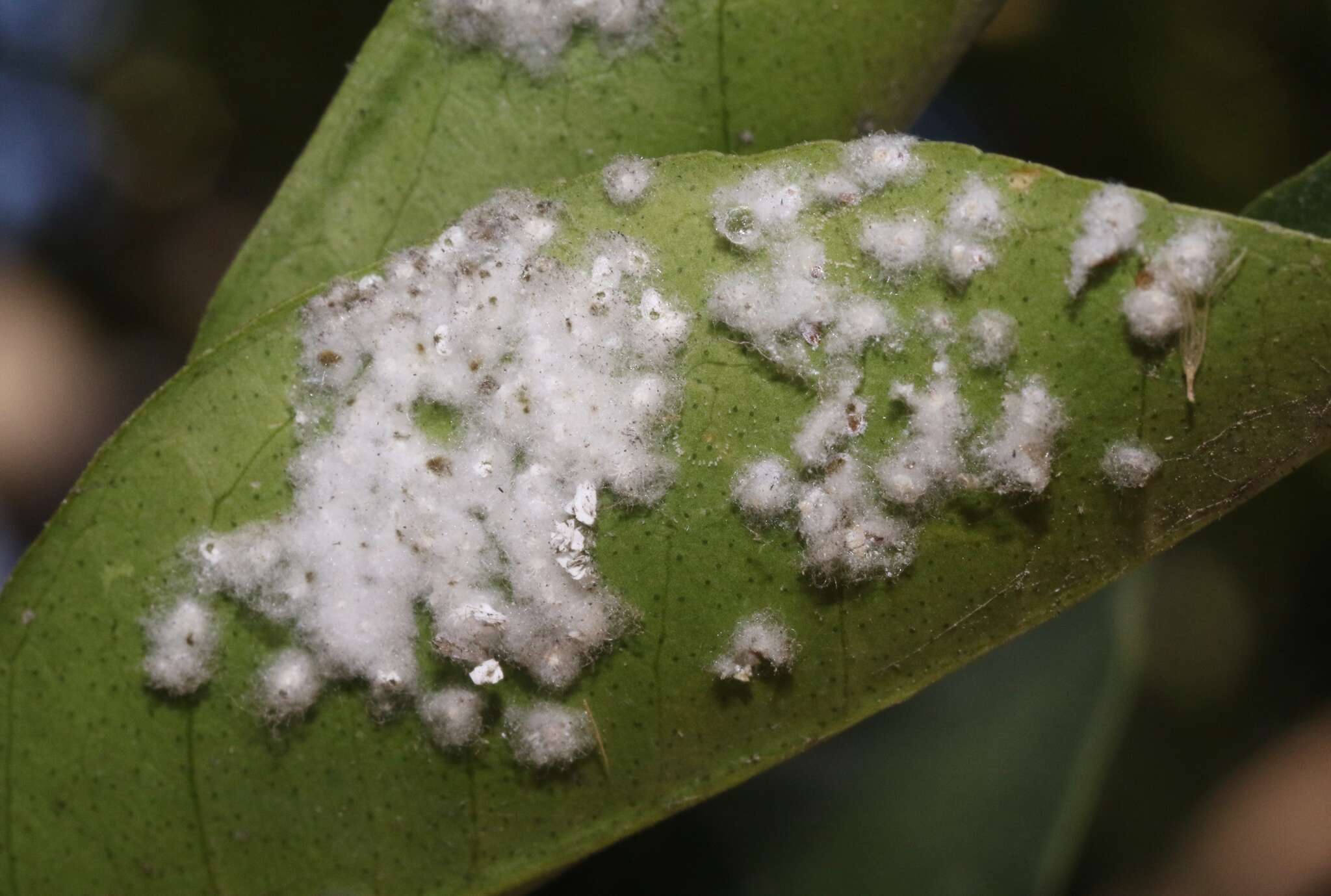 Image of Nesting whitefly