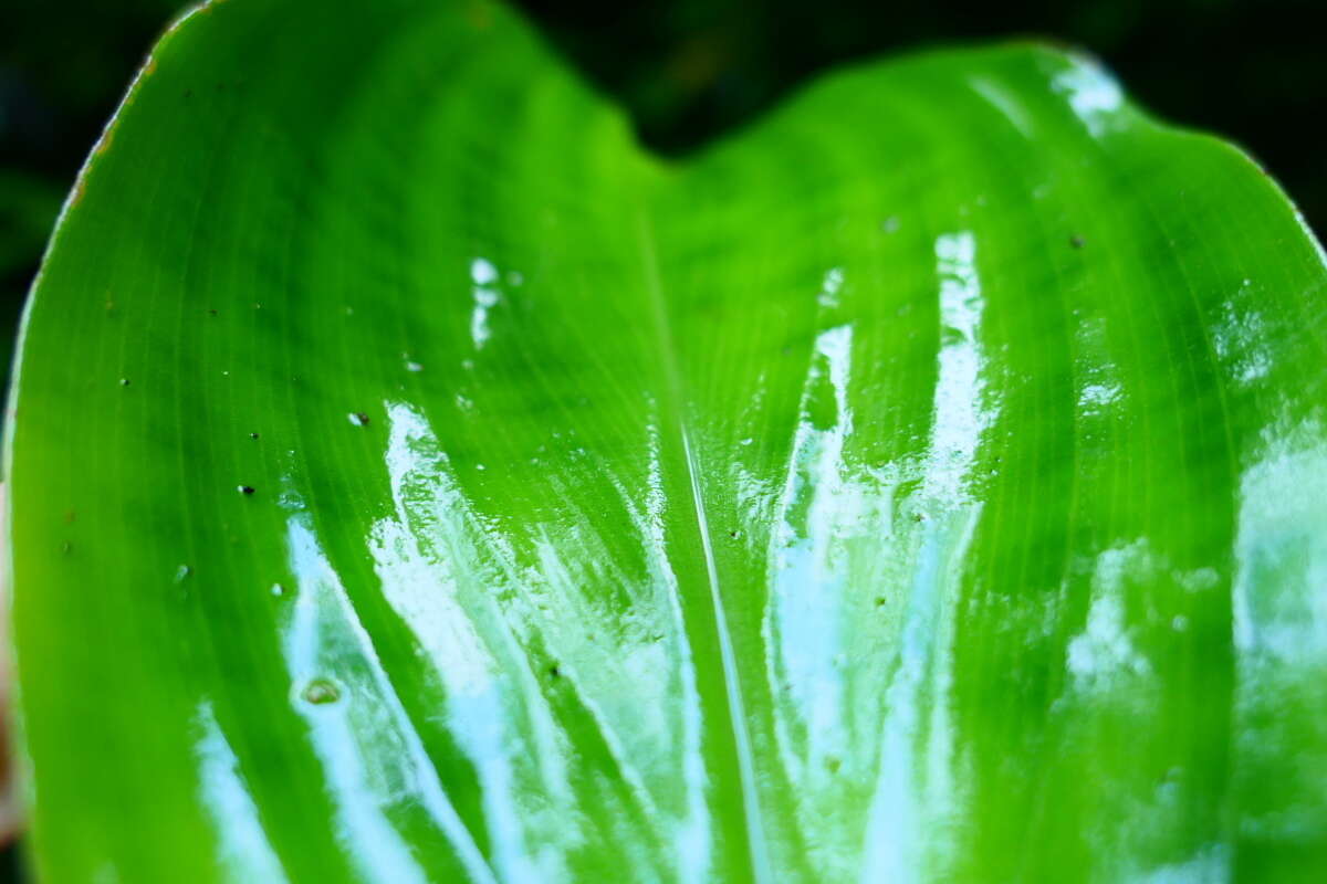 Imagem de Costus dirzoi García-Mend. & G. Ibarra