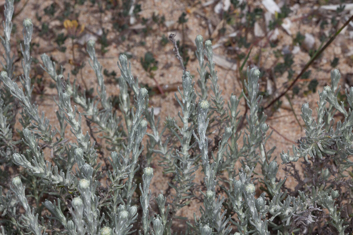 Image of Helichrysum italicum subsp. microphyllum (Willd.) Nym.