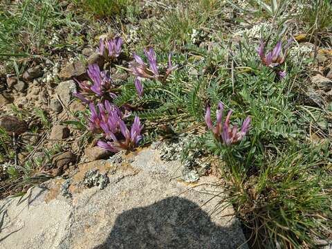 Image of Astragalus physodes subsp. physodes