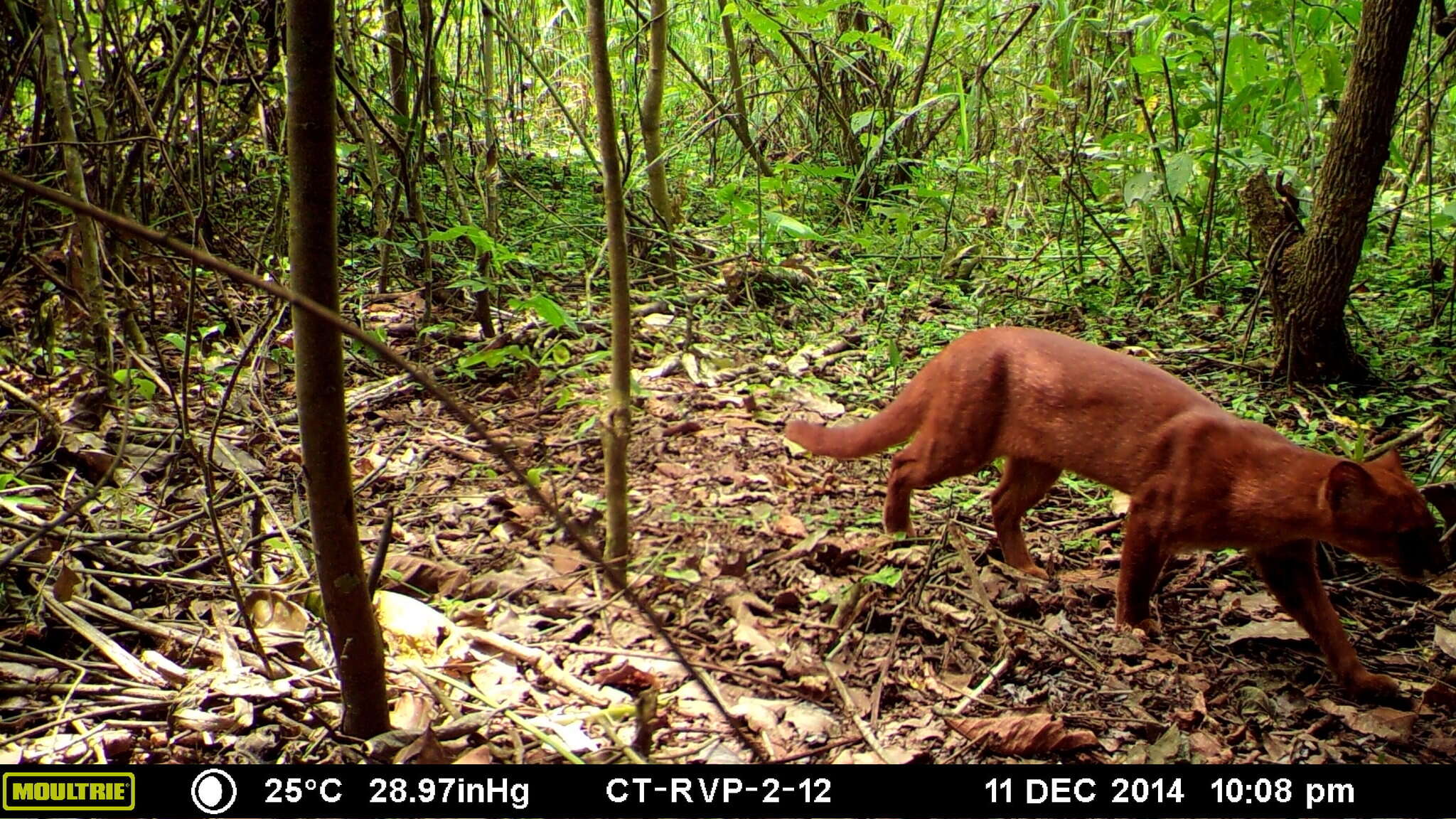 Image of Jaguarundi