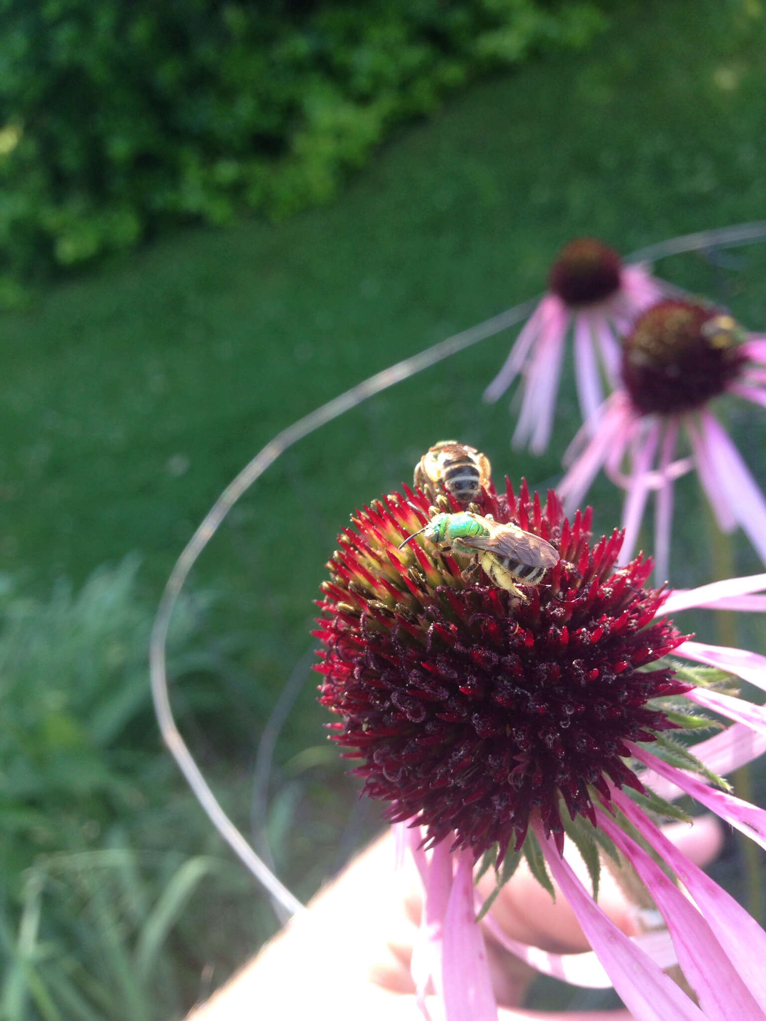 Image of Bicolored Agapostemon