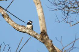 Image of Black-breasted Puffbird