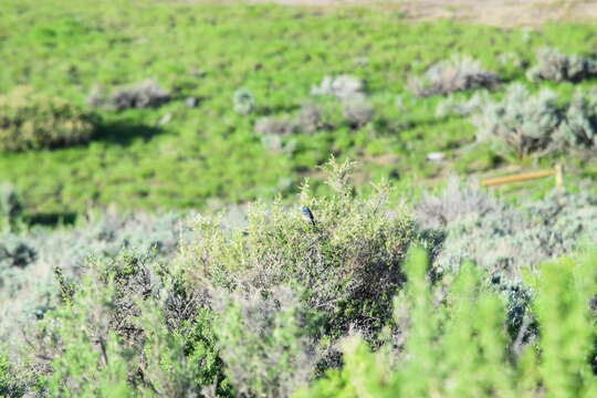 Image of Lazuli Bunting