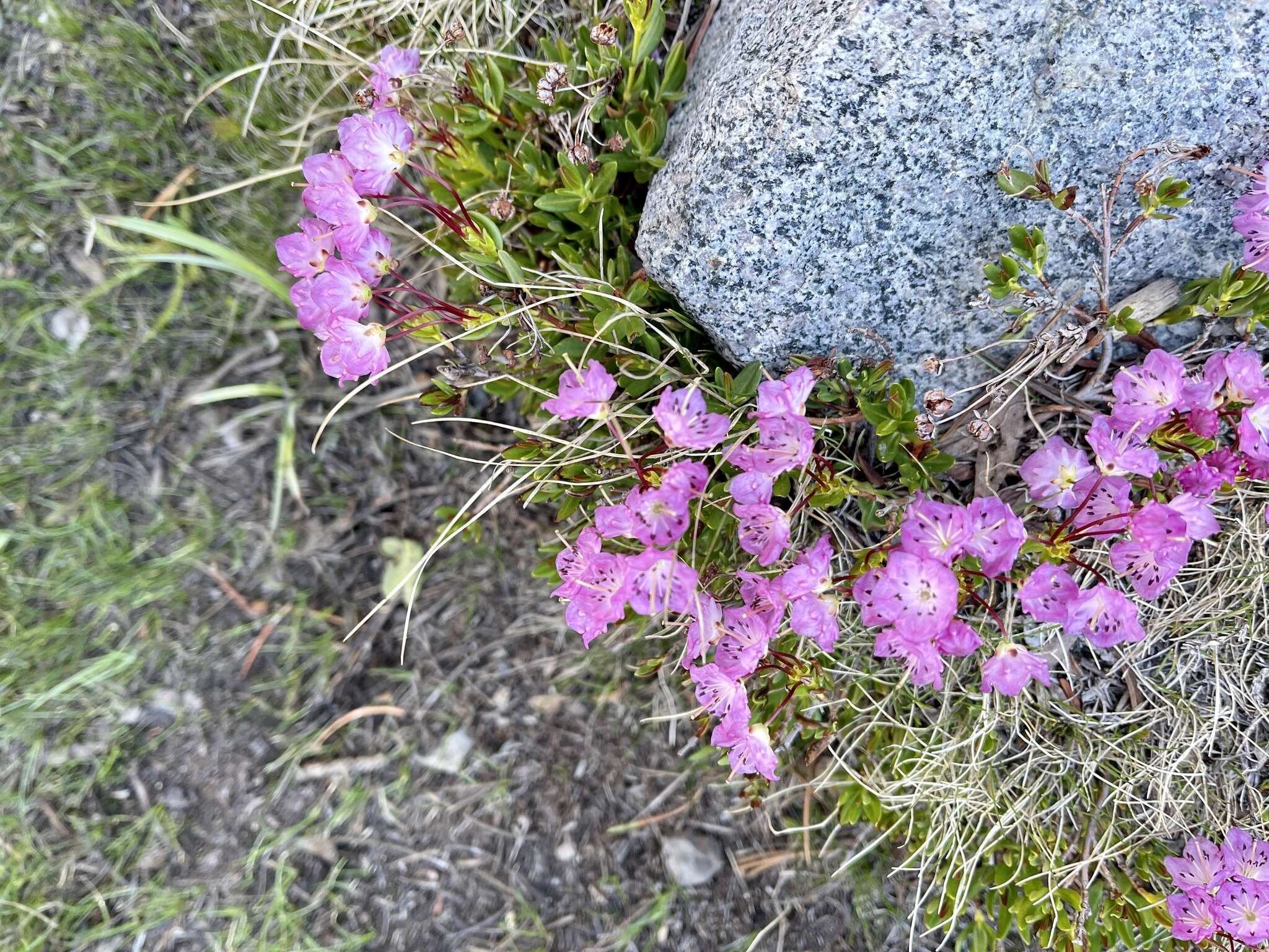 Image of <i>Kalmia <i>microphylla</i></i> var. microphylla