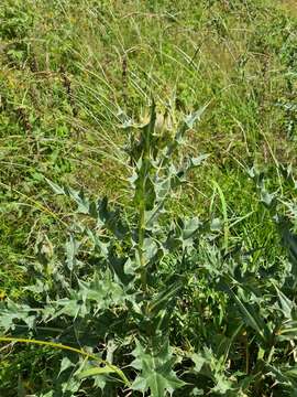 Plancia ëd Cirsium pugnax Somm. & Levier