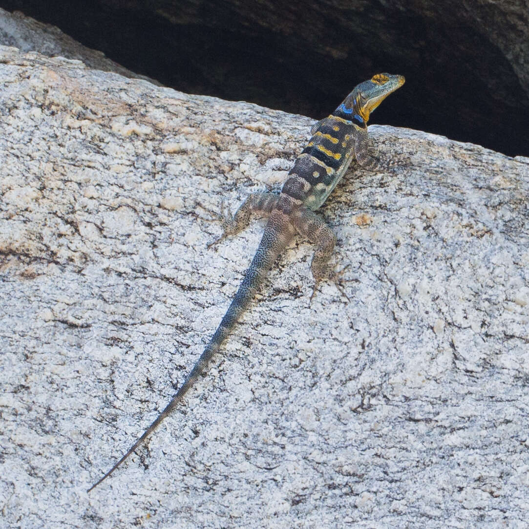 Image of Baja Blue Rock Lizard