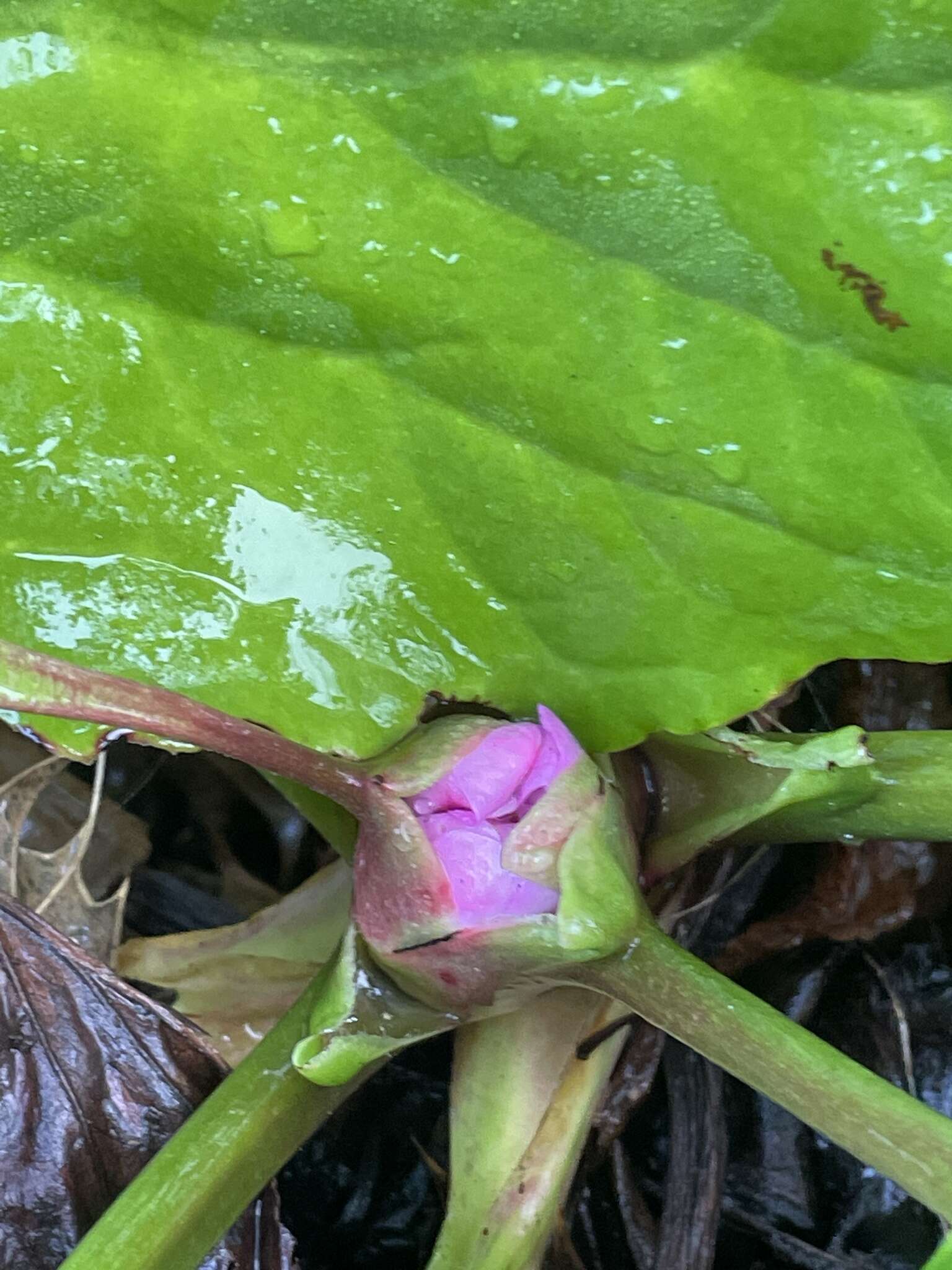 Image of Bergenia schmidtii (Regel) Silva Tar.