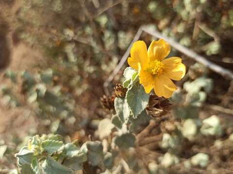 صورة Abutilon californicum Benth.