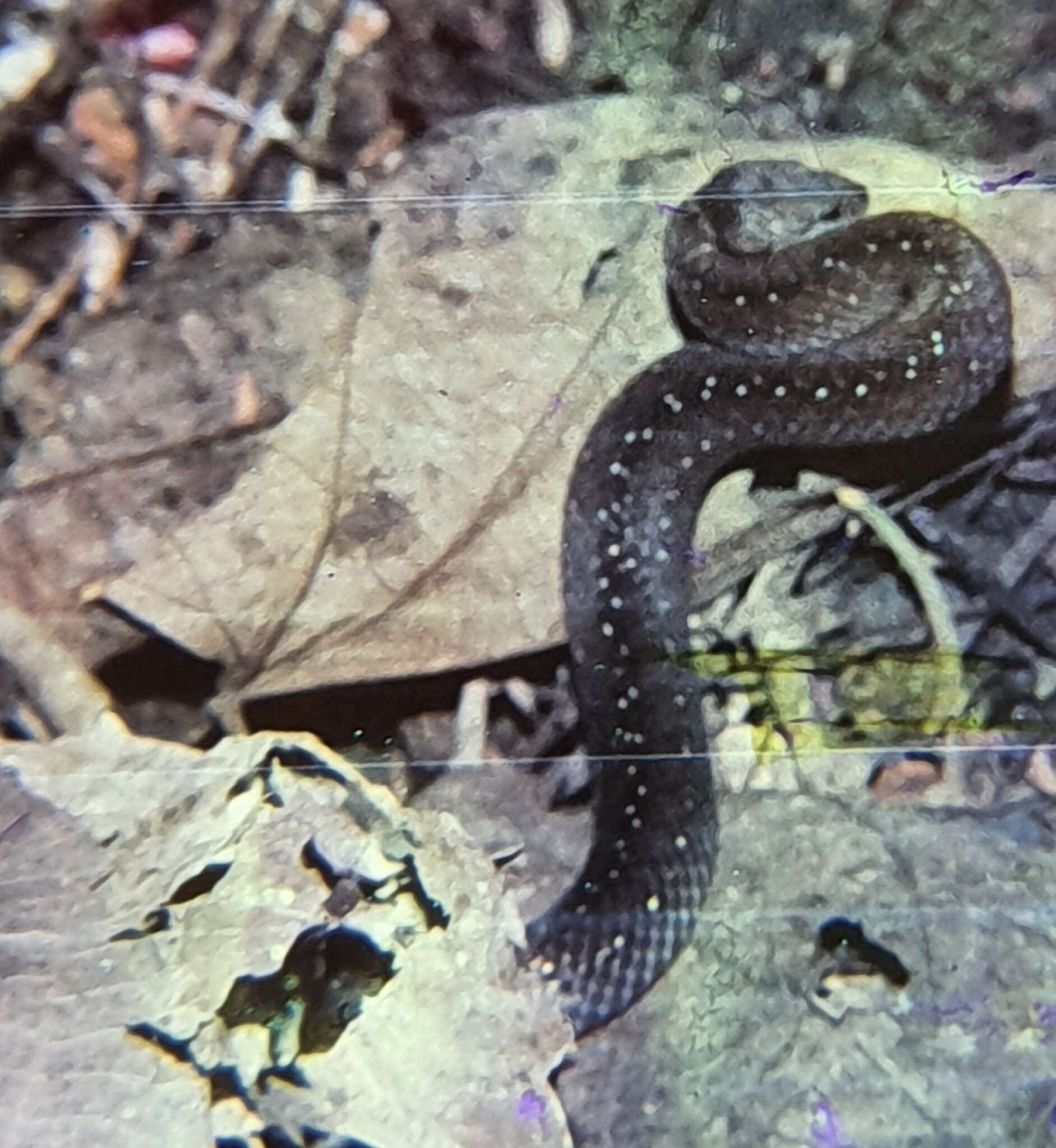 Image of Southern Triangle-spotted Snake