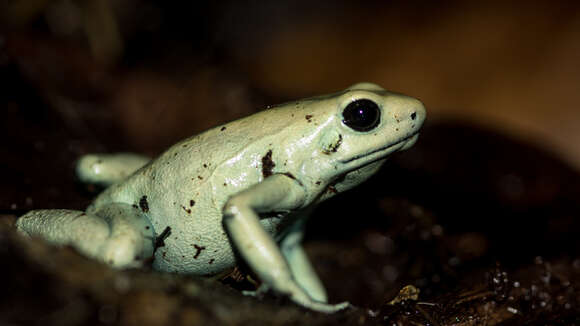 Image of Golden Poison Frog