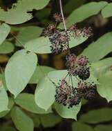 Image of California spikenard