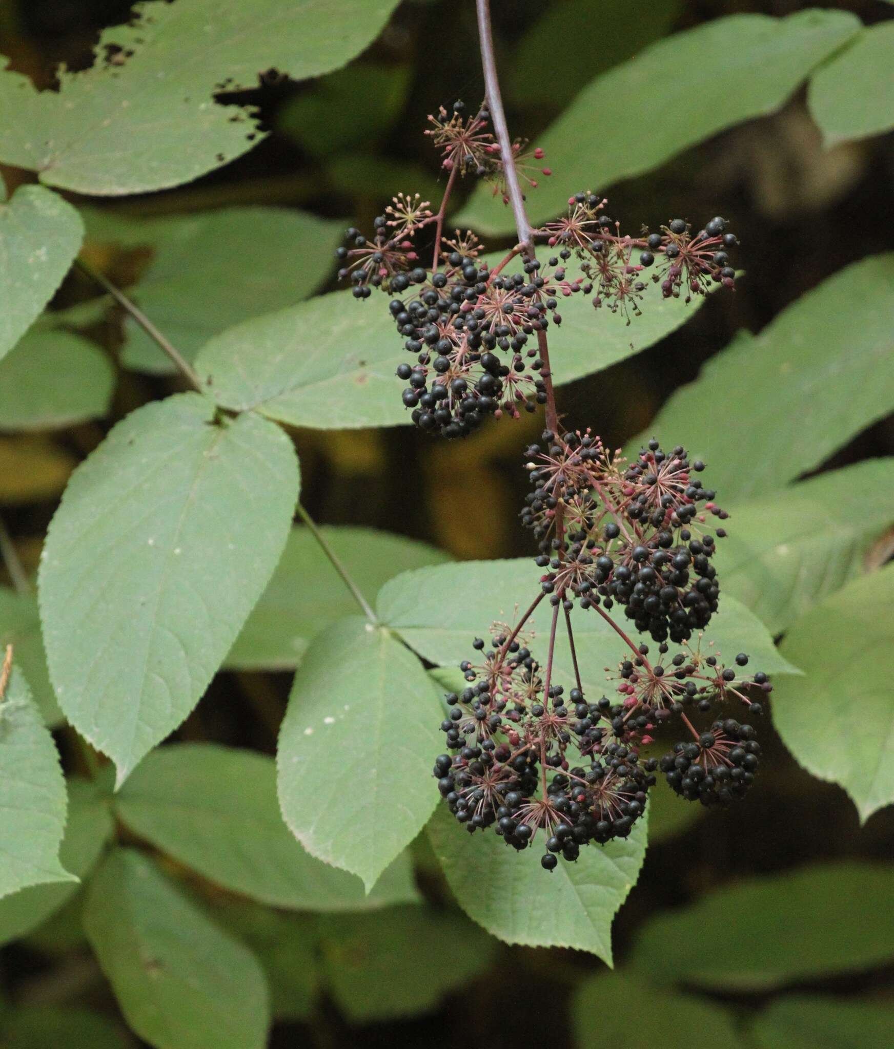 Image of California spikenard