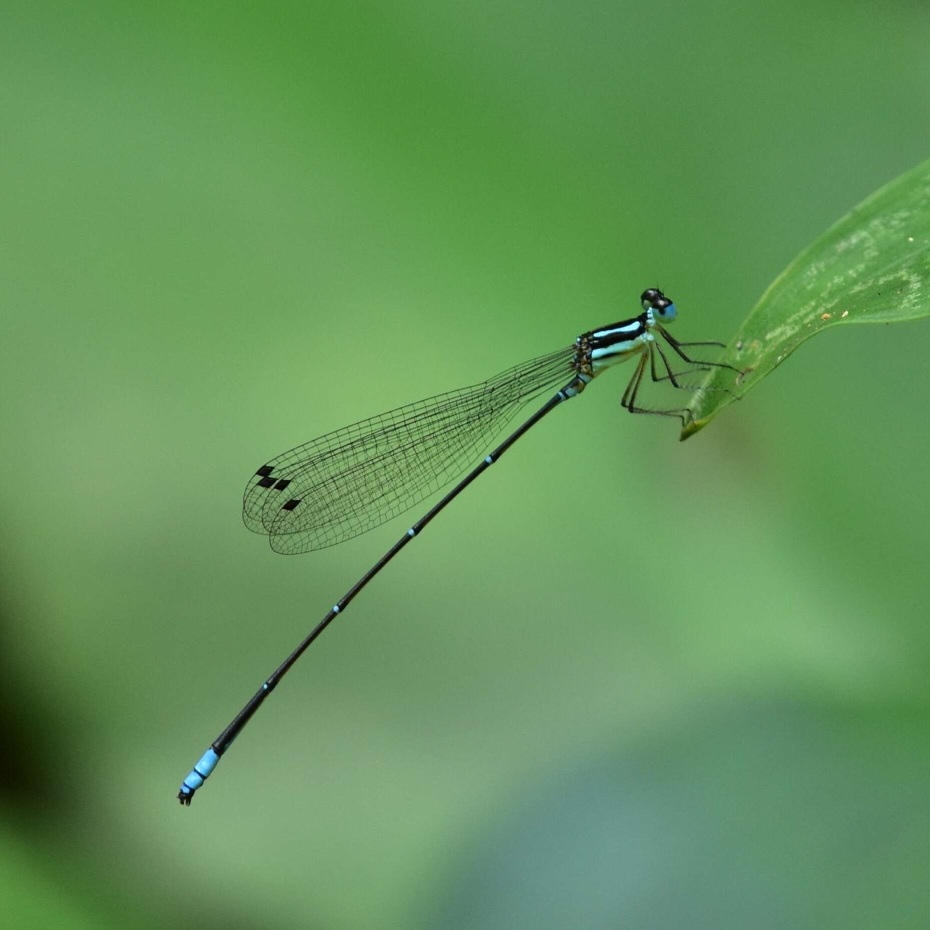 Image of Caconeura risi (Fraser 1931)