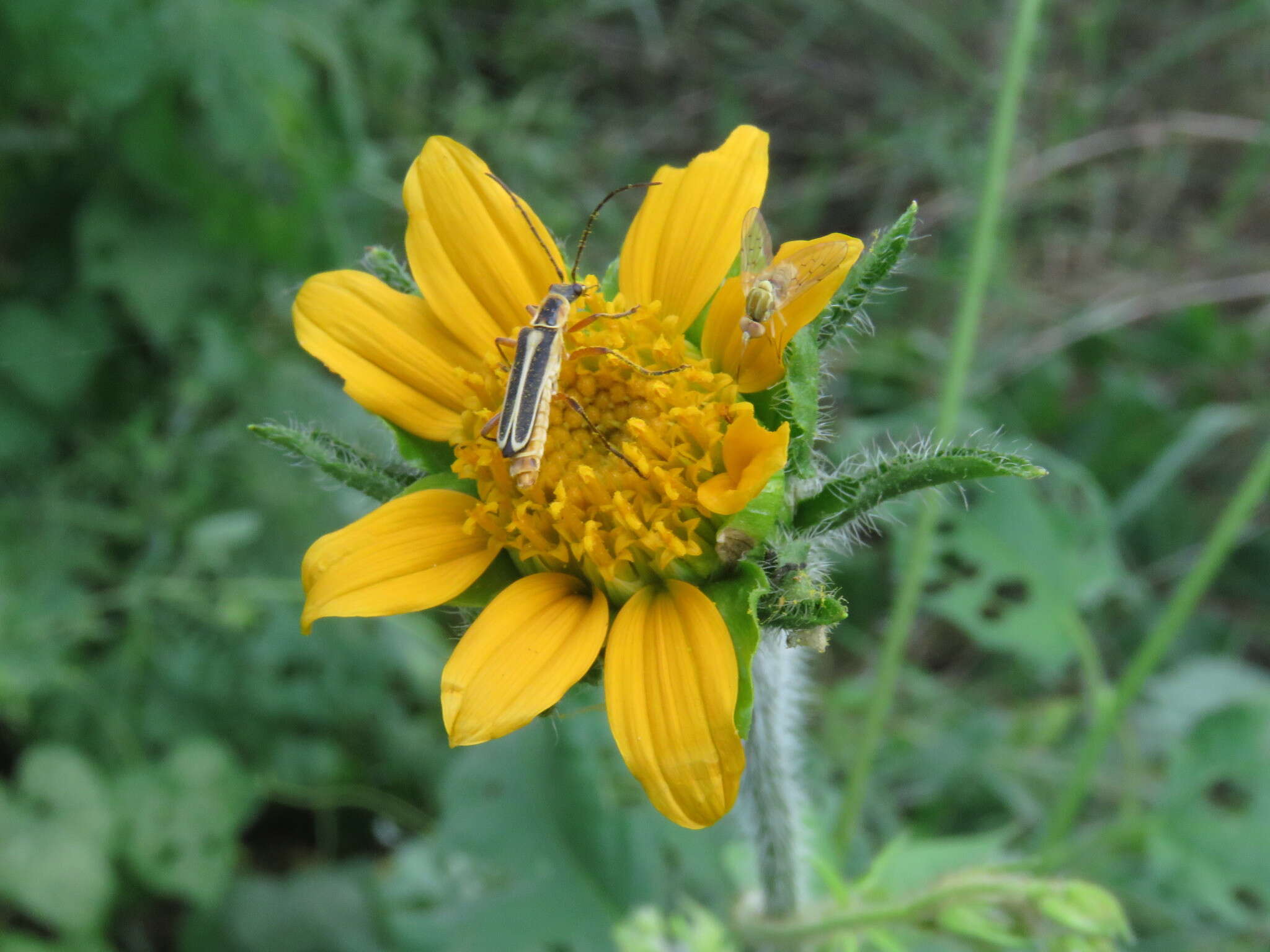 صورة Tithonia thurberi A. Gray